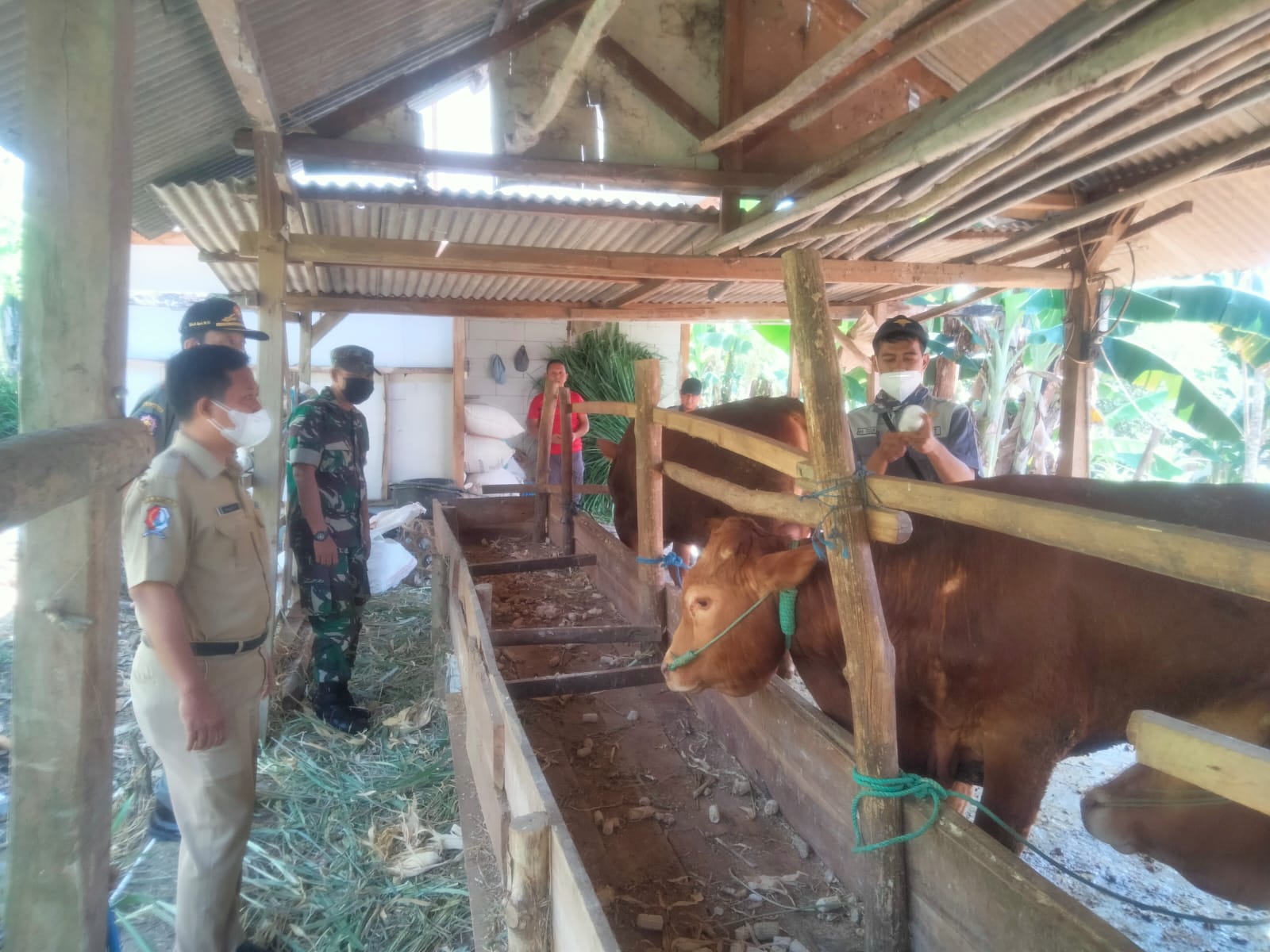 Vaksinasi Hewan Ternak dalam Pencegahan Penyakit Mulut dan Kuku